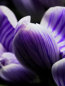 Preview wallpaper crocus, bud, macro, purple, flower