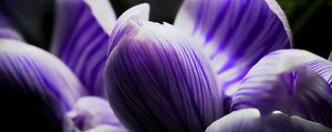 Preview wallpaper crocus, bud, macro, purple, flower