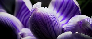 Preview wallpaper crocus, bud, macro, purple, flower