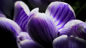 Preview wallpaper crocus, bud, macro, purple, flower