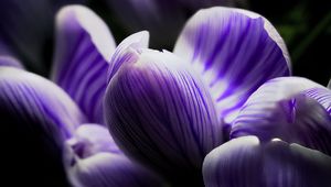 Preview wallpaper crocus, bud, macro, purple, flower