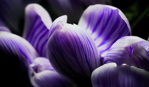 Preview wallpaper crocus, bud, macro, purple, flower