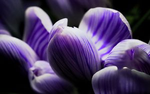 Preview wallpaper crocus, bud, macro, purple, flower