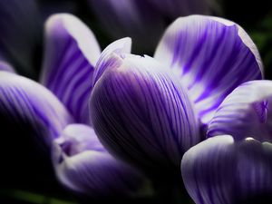 Preview wallpaper crocus, bud, macro, purple, flower