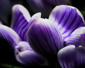 Preview wallpaper crocus, bud, macro, purple, flower