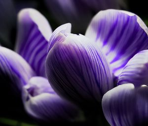 Preview wallpaper crocus, bud, macro, purple, flower