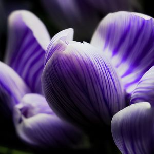 Preview wallpaper crocus, bud, macro, purple, flower