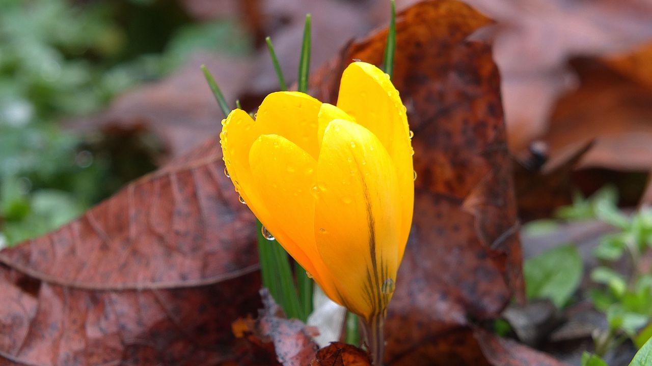 Wallpaper crocus, drops, flower, yellow