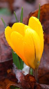 Preview wallpaper crocus, drops, flower, yellow