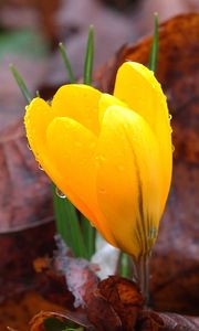 Preview wallpaper crocus, drops, flower, yellow