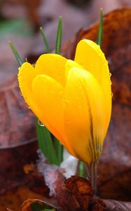 Preview wallpaper crocus, drops, flower, yellow