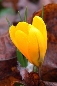 Preview wallpaper crocus, drops, flower, yellow