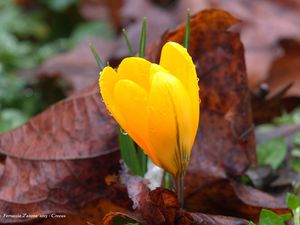 Preview wallpaper crocus, drops, flower, yellow