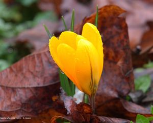 Preview wallpaper crocus, drops, flower, yellow