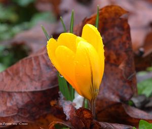 Preview wallpaper crocus, drops, flower, yellow