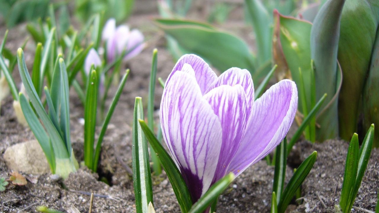 Wallpaper crocus, flower, close-up, primroses, spring, land