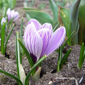 Preview wallpaper crocus, flower, close-up, primroses, spring, land