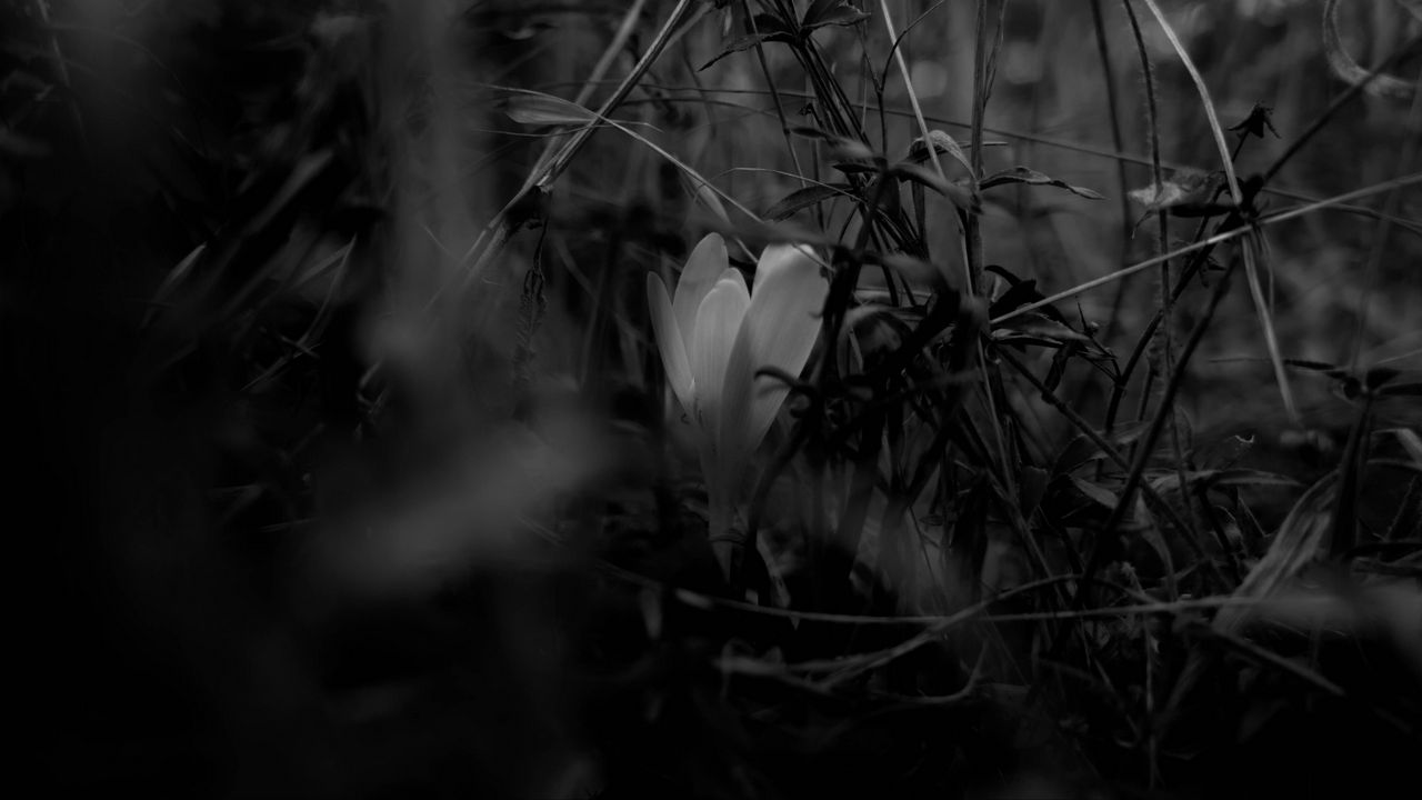 Wallpaper crocus, flower, grass, bw, spring