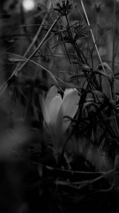 Preview wallpaper crocus, flower, grass, bw, spring