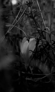 Preview wallpaper crocus, flower, grass, bw, spring