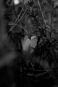 Preview wallpaper crocus, flower, grass, bw, spring