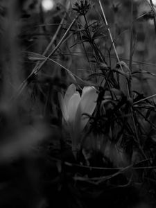 Preview wallpaper crocus, flower, grass, bw, spring