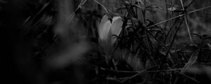 Preview wallpaper crocus, flower, grass, bw, spring