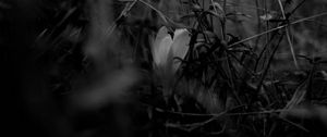 Preview wallpaper crocus, flower, grass, bw, spring