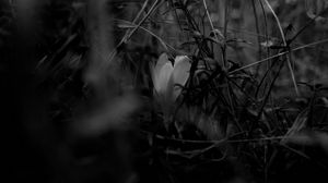 Preview wallpaper crocus, flower, grass, bw, spring