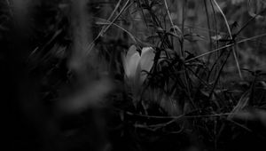 Preview wallpaper crocus, flower, grass, bw, spring