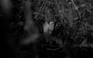 Preview wallpaper crocus, flower, grass, bw, spring