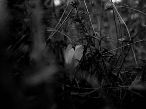 Preview wallpaper crocus, flower, grass, bw, spring