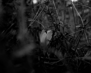 Preview wallpaper crocus, flower, grass, bw, spring