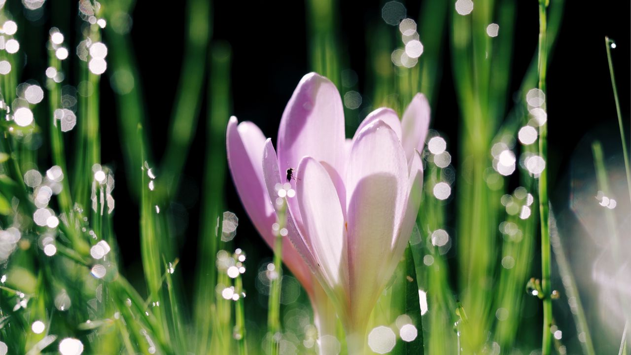 Wallpaper crocus, flower, leaves, bokeh, petals