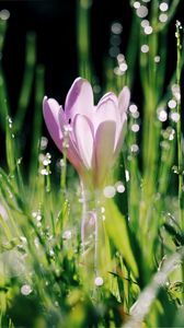 Preview wallpaper crocus, flower, leaves, bokeh, petals