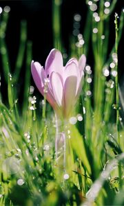 Preview wallpaper crocus, flower, leaves, bokeh, petals