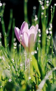 Preview wallpaper crocus, flower, leaves, bokeh, petals