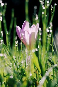 Preview wallpaper crocus, flower, leaves, bokeh, petals