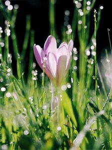 Preview wallpaper crocus, flower, leaves, bokeh, petals