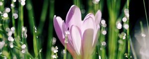 Preview wallpaper crocus, flower, leaves, bokeh, petals