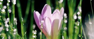 Preview wallpaper crocus, flower, leaves, bokeh, petals