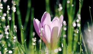 Preview wallpaper crocus, flower, leaves, bokeh, petals