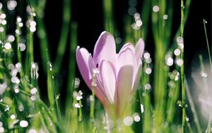 Preview wallpaper crocus, flower, leaves, bokeh, petals