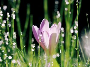 Preview wallpaper crocus, flower, leaves, bokeh, petals