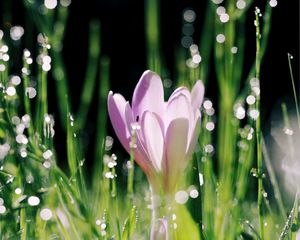 Preview wallpaper crocus, flower, leaves, bokeh, petals