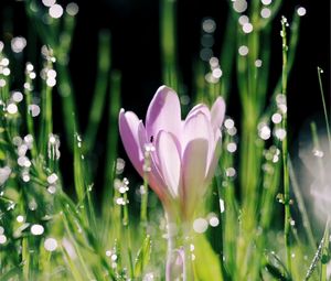 Preview wallpaper crocus, flower, leaves, bokeh, petals