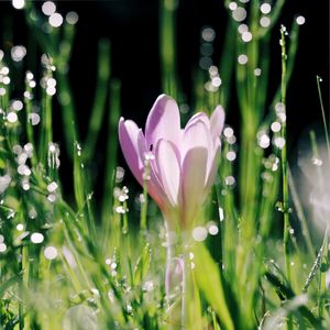 Preview wallpaper crocus, flower, leaves, bokeh, petals