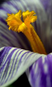 Preview wallpaper crocus, flower, macro, petals