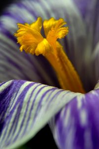 Preview wallpaper crocus, flower, macro, petals