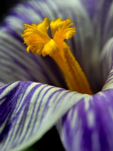 Preview wallpaper crocus, flower, macro, petals